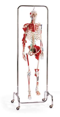 SK-2000 Orthopedic Skeleton