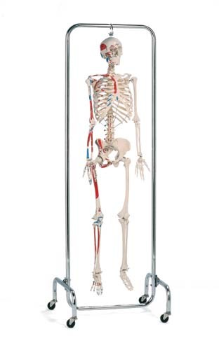 Deluxe Skeleton Reproduction Painted & Labeled