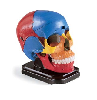 Painted Skull Reproduction