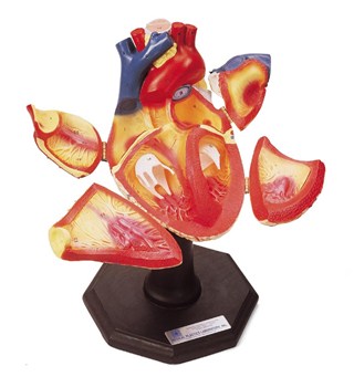 Danny Smith Heart Model