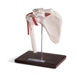 Sports Shoulder
