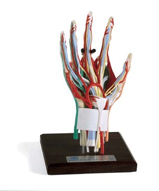Deluxe Hand/Wrist Reproduction