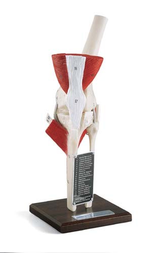 JK-2500 Deluxe Knee