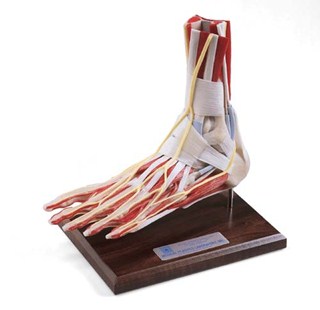 JA-2500 Deluxe Foot/Ankle