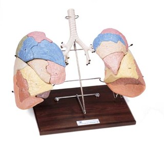 VS-1300 Segmented Lung Reproduction