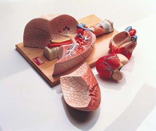 DG-192 Respiratory Organs and Heart