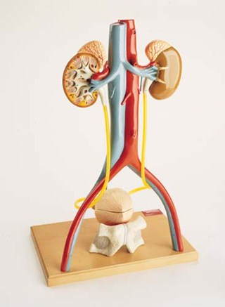 DG-145 Free-Standing Urinary Apparatus
