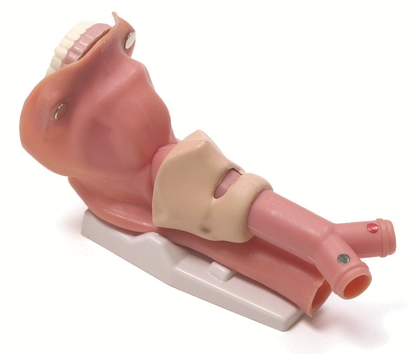 Tracheal suctioning of adults with an artificial airway