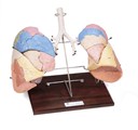 Respiratory System