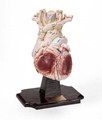 Heart Models