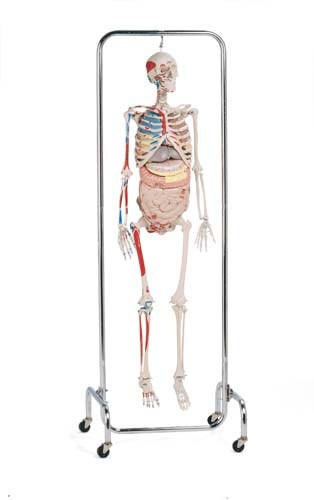 Deluxe Biology Skeleton