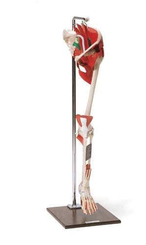 SML-1500 Deluxe Leg