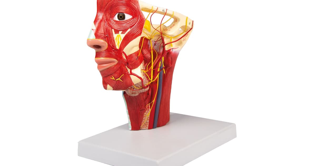 解剖模型| Laerdal Medical