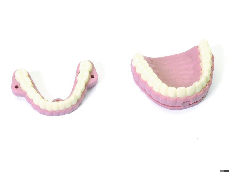 Dientes superiores cp.amt