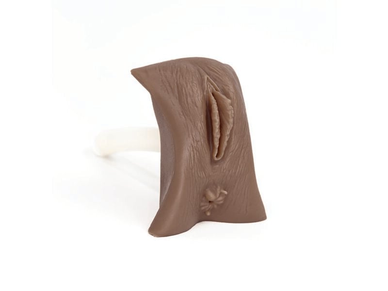 Organe génitaux masculin (teint foncé)