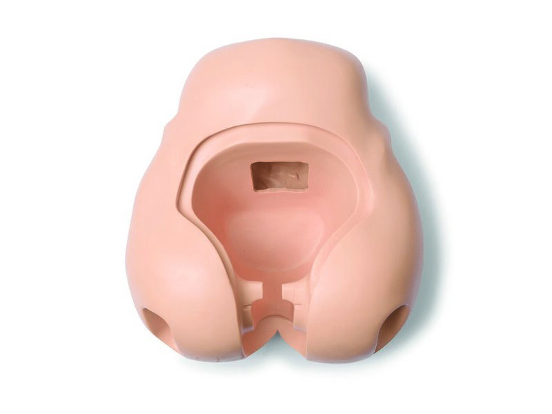 Pelvis adulte femme pour mannequin Nursing Anne