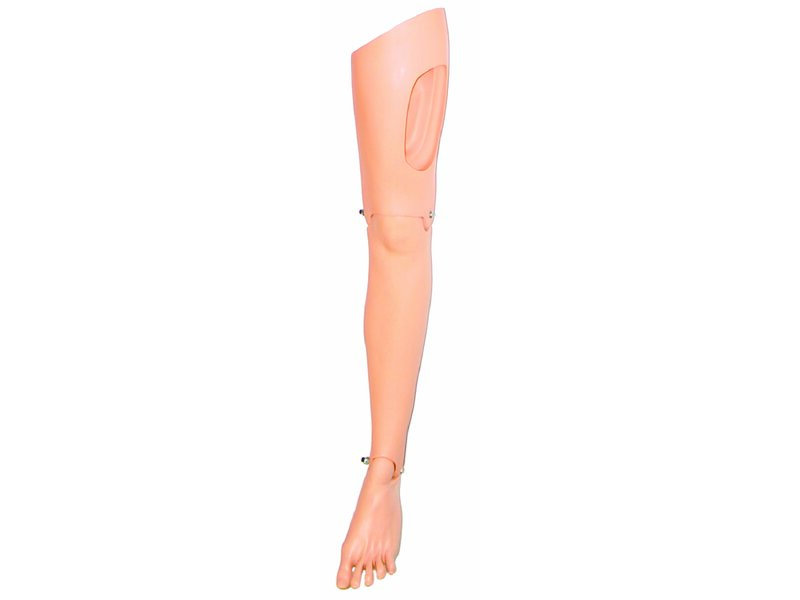 LEG; LEFT ADULT (S)
