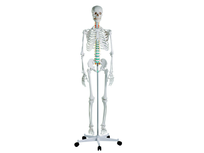 Didactic Skeleton