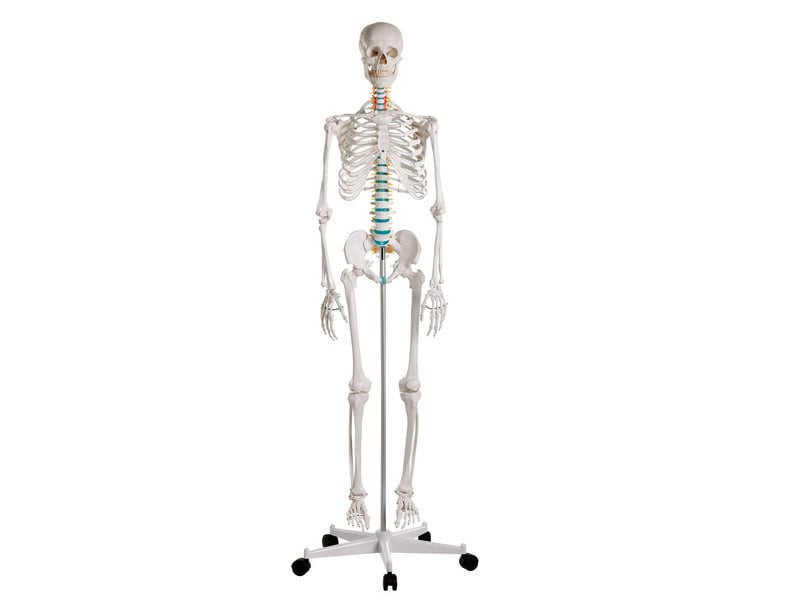 Didactic Skeleton