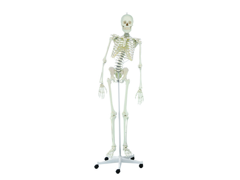 Movable Spine Skeleton
