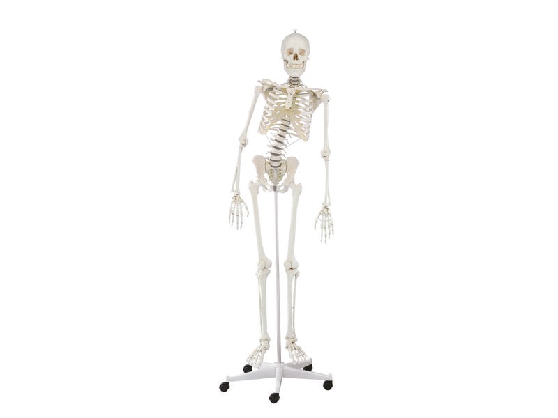 Movable Spine Skeleton
