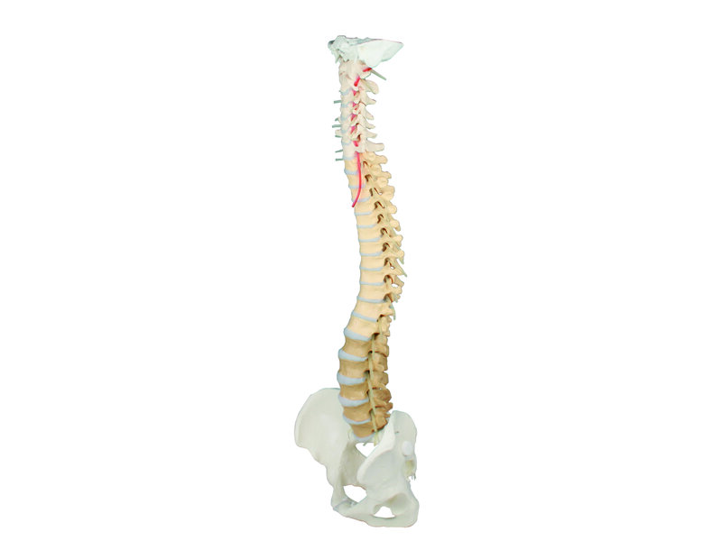 Spine with Pelvis