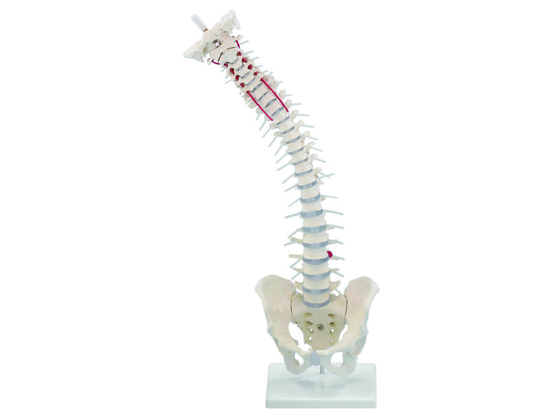 Standard Spine