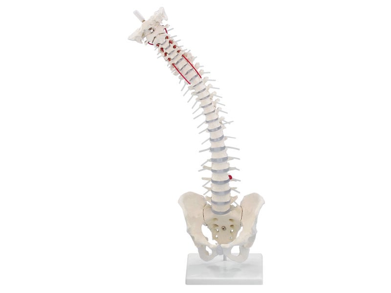Standard Spine