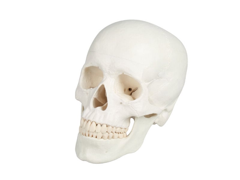 Skull Model