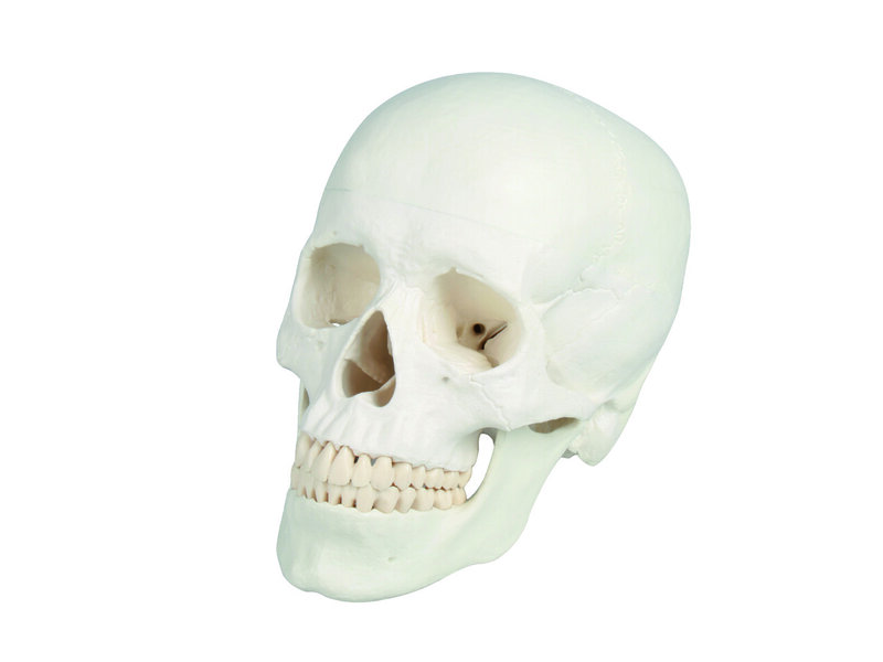 Skull Model