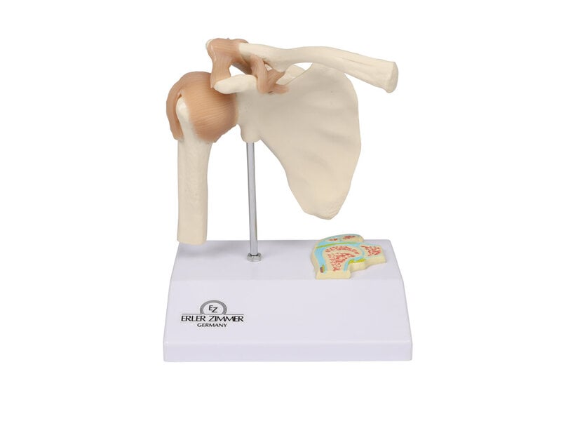 Articulation dépaule miniature 
