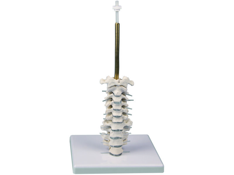3 Parts Skull Model