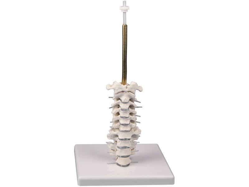 3 Parts Skull Model
