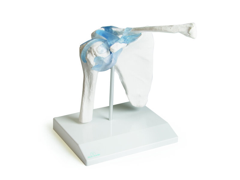 Shoulder Joint 