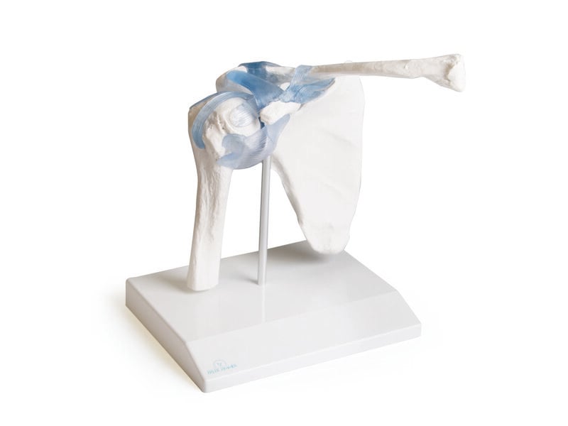 Articulation dépaule 