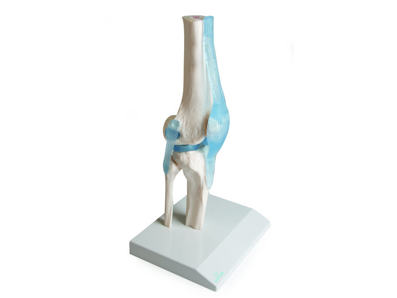 Knee Joint