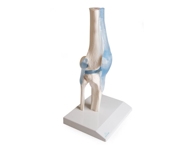 Knee Joint