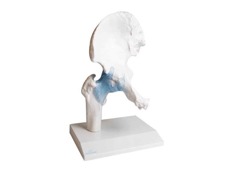 Hip Joint
