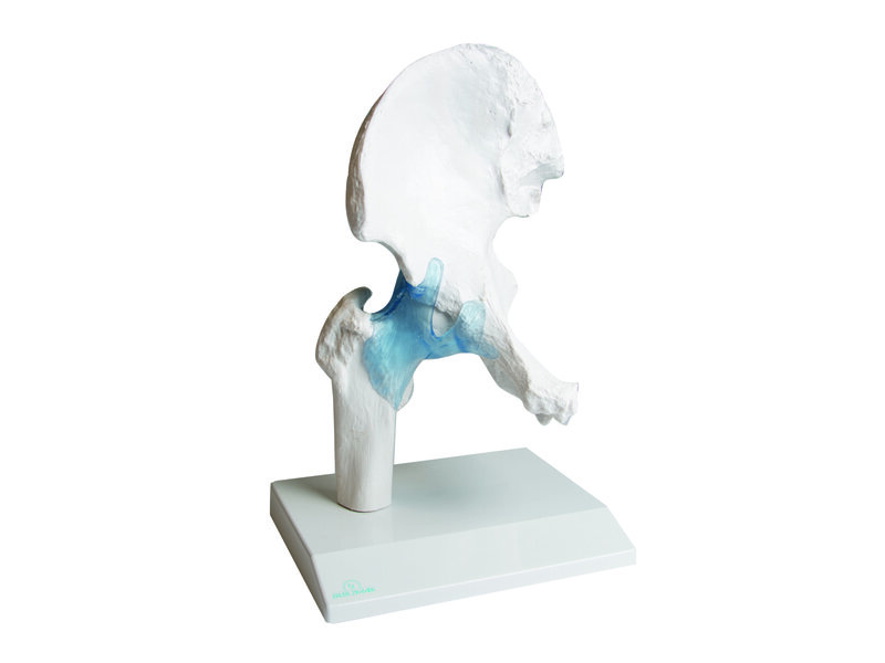 Hip Joint