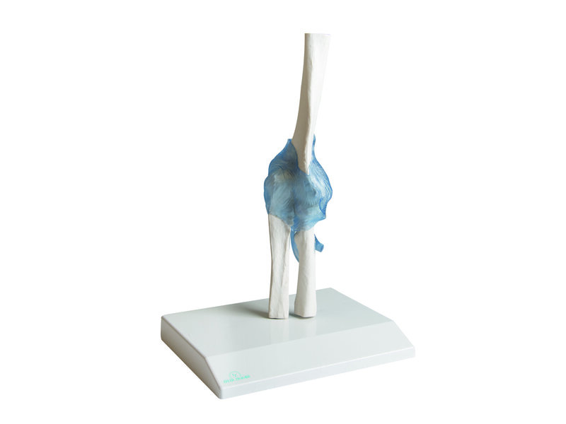 Elbow Joint