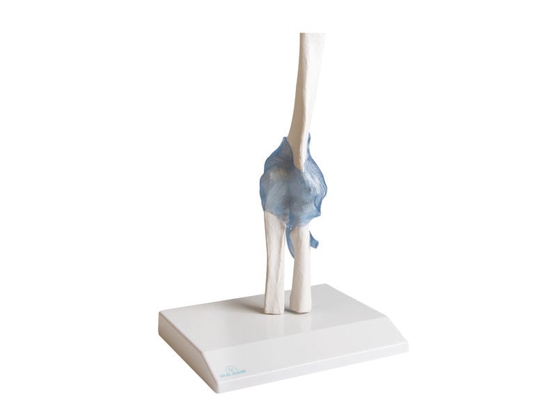 Elbow Joint