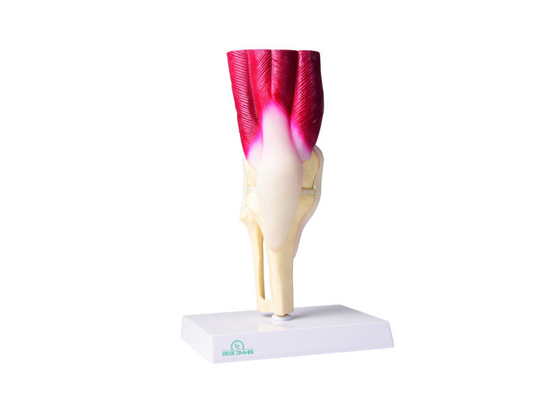 Life Size Knee Joint
