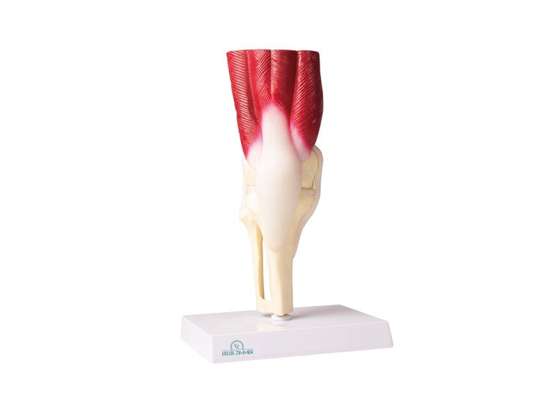 Life Size Knee Joint