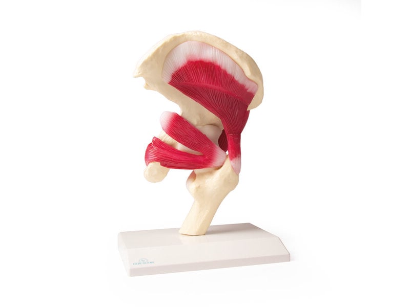 Life Size Hip Joint 