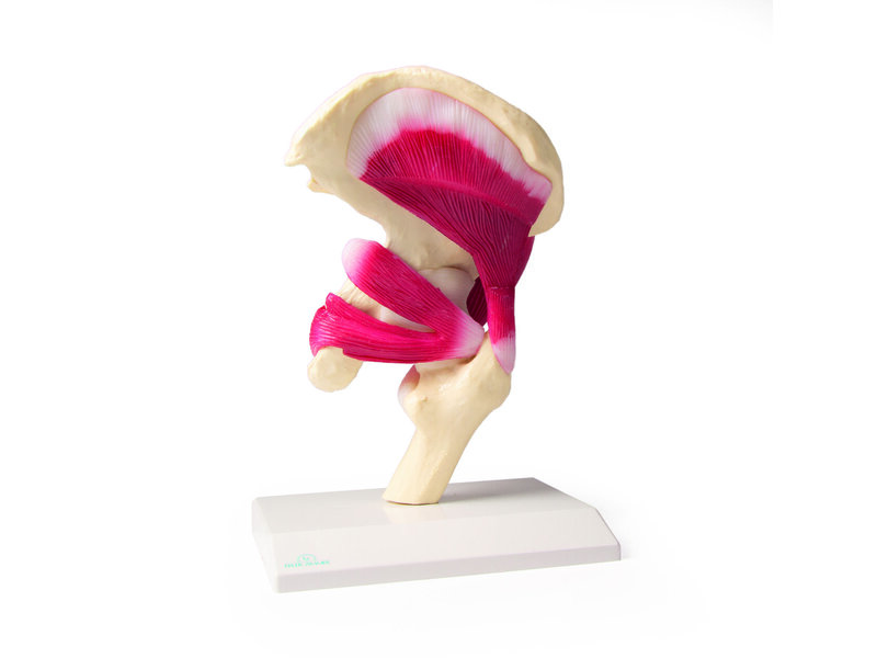 Life Size Hip Joint 