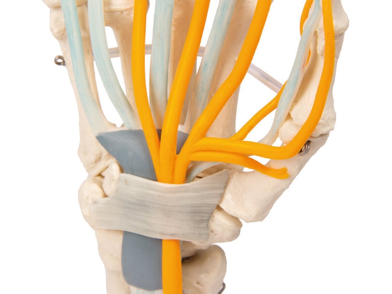 Hand with Tendons,