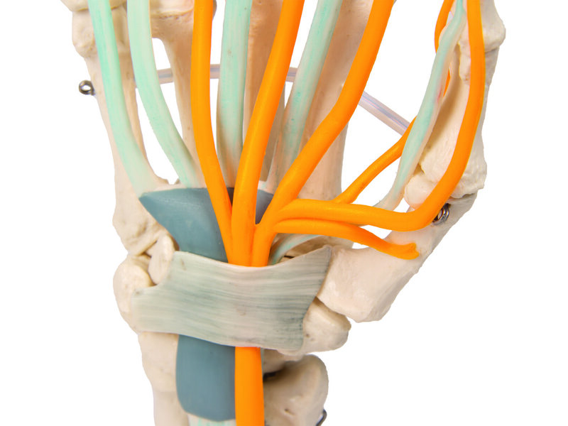 Hand with Tendons,