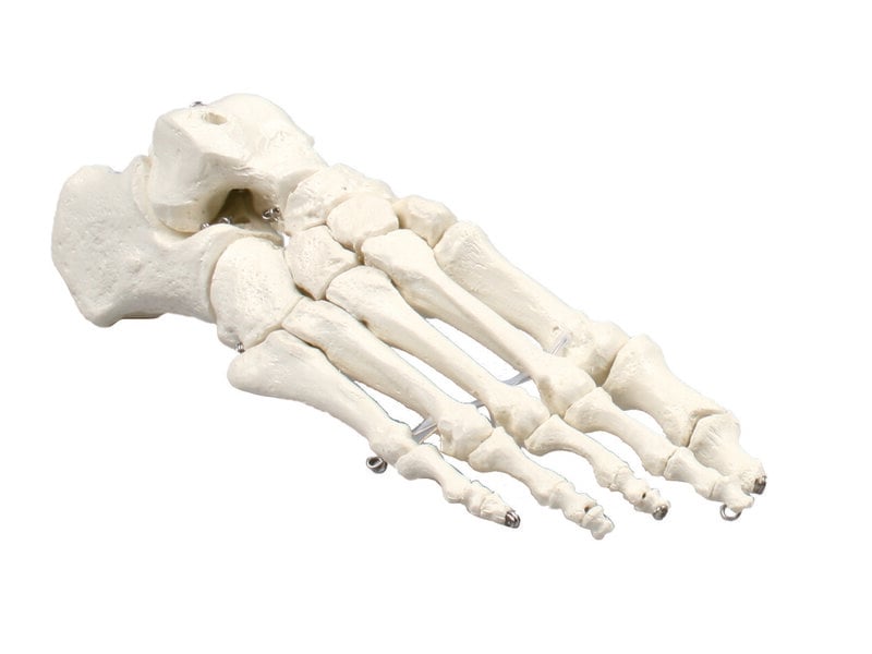 Foot Skeleton