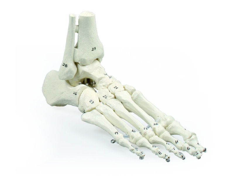 Foot Skeleton Numbered