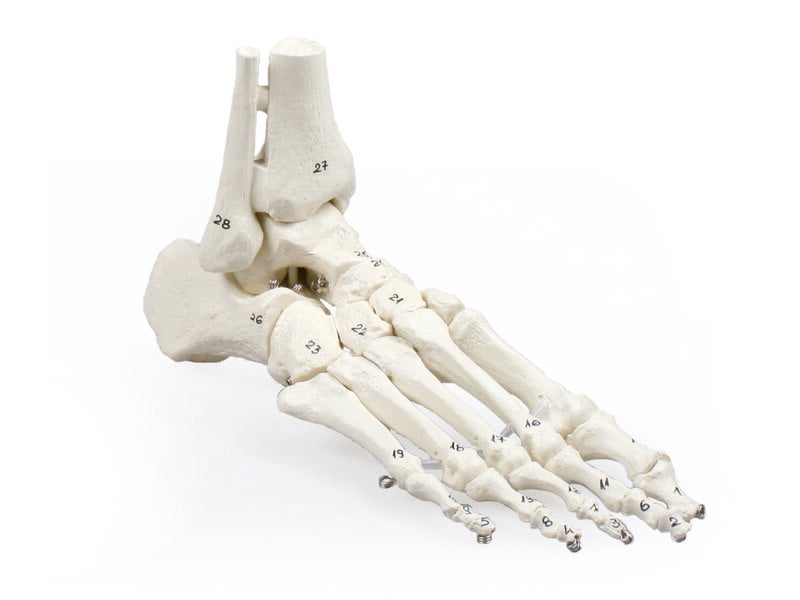 Foot Skeleton Numbered